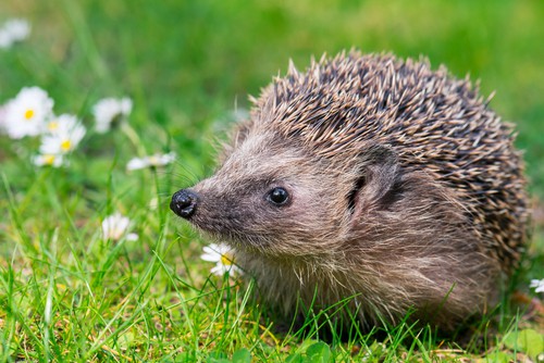These garden animals keep disappearing and what you can do now to save