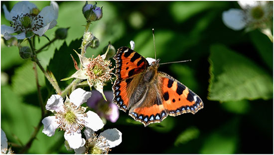How to Build your own Butterfly Garden