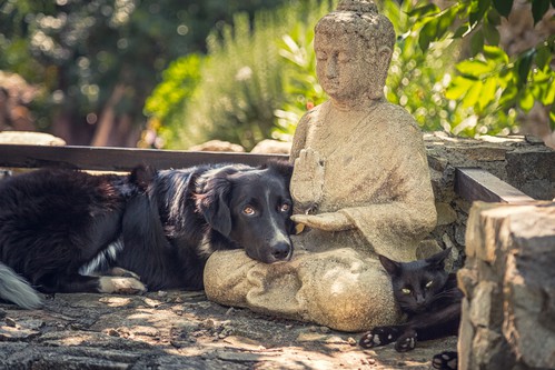 Dog and cat rest on a Buddha statue on stone steps