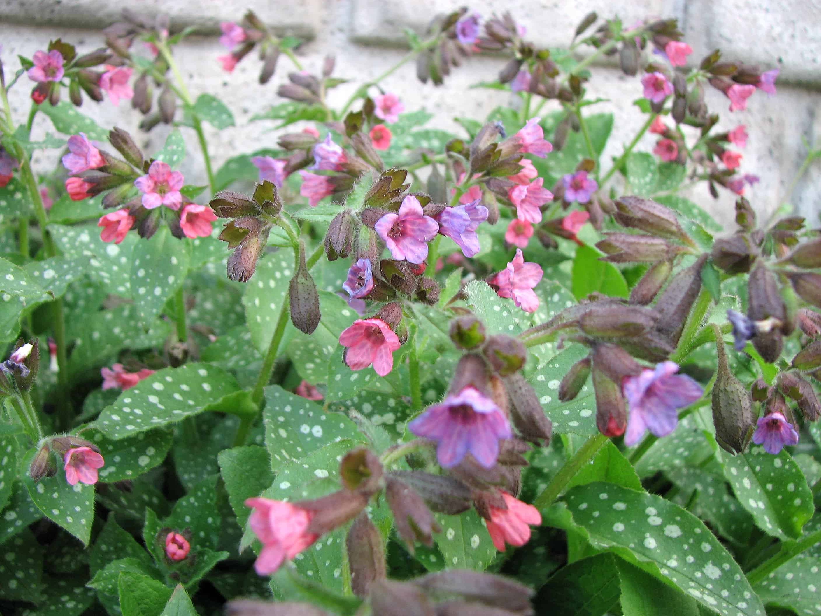 Lungwort Edible Plant
