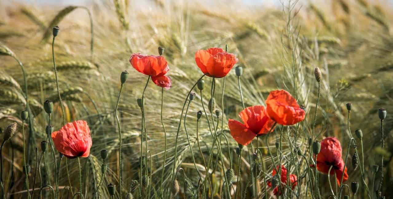 nine-fast-growing-flowers-2-poppies