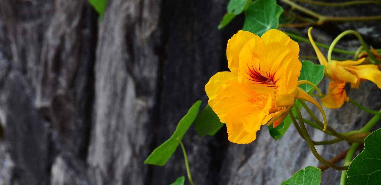 nine-fast-growing-flowers-3-nasturtium