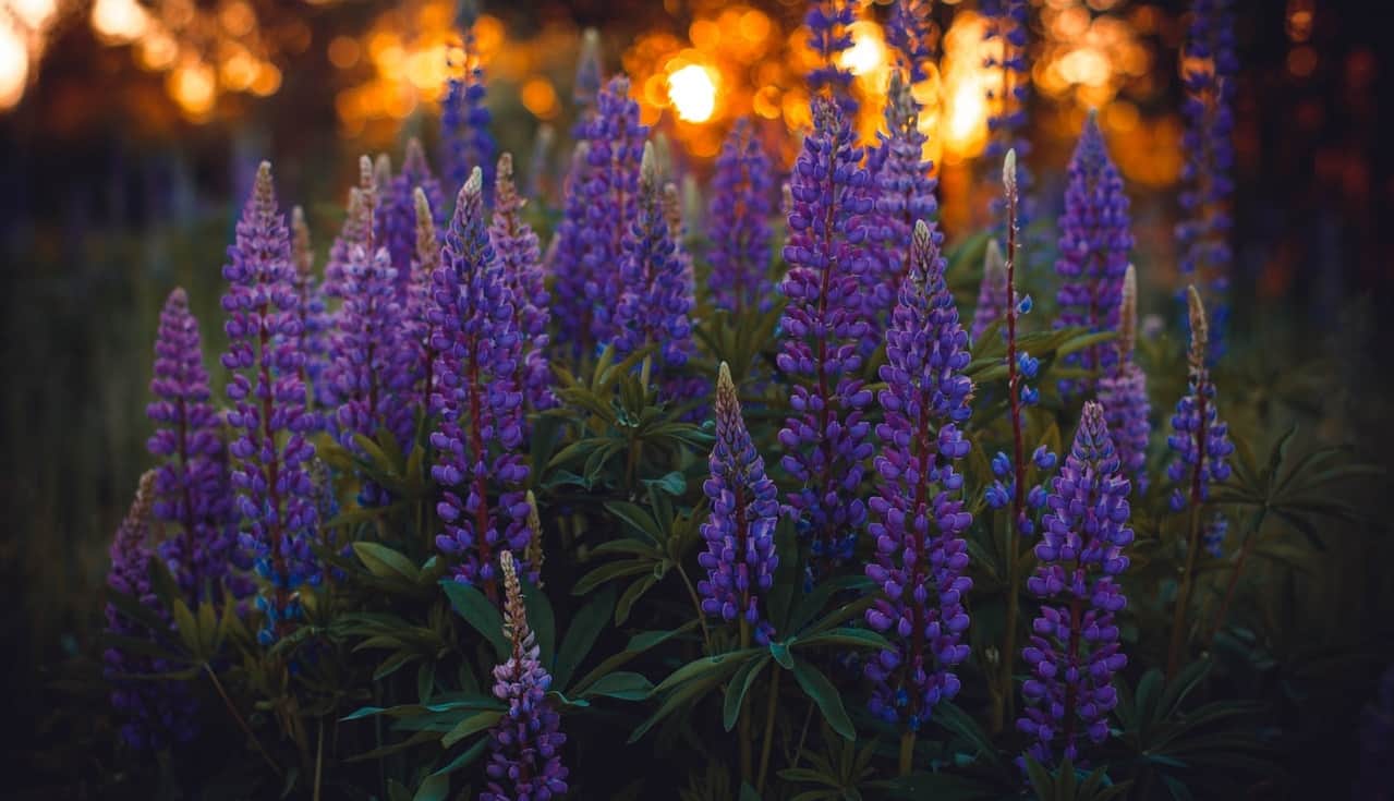 nine-fast-growing-flowers-4-lupin