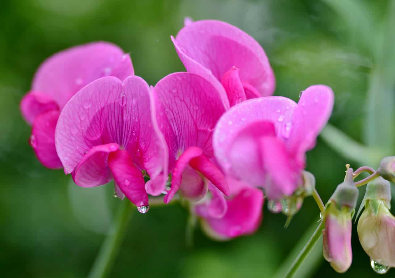 nine-fast-growing-flowers-6-sweet-pea