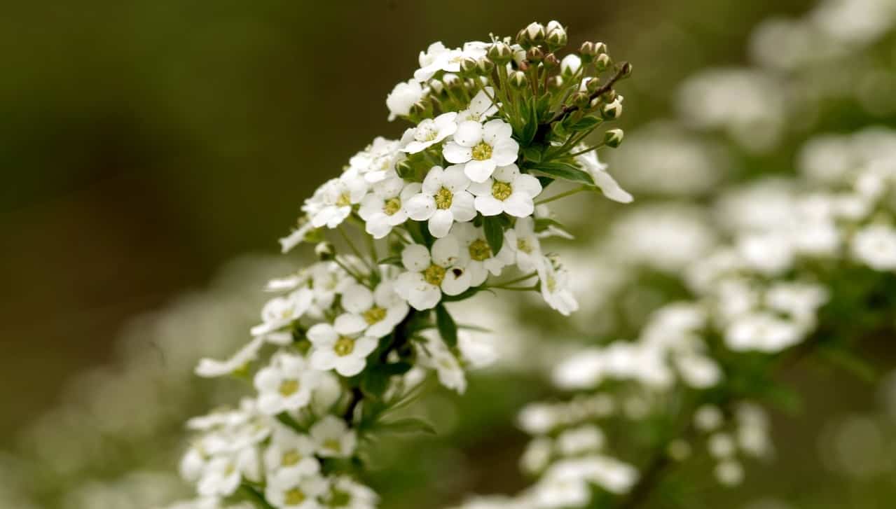 nine-fast-growing-flowers-7-alyssum