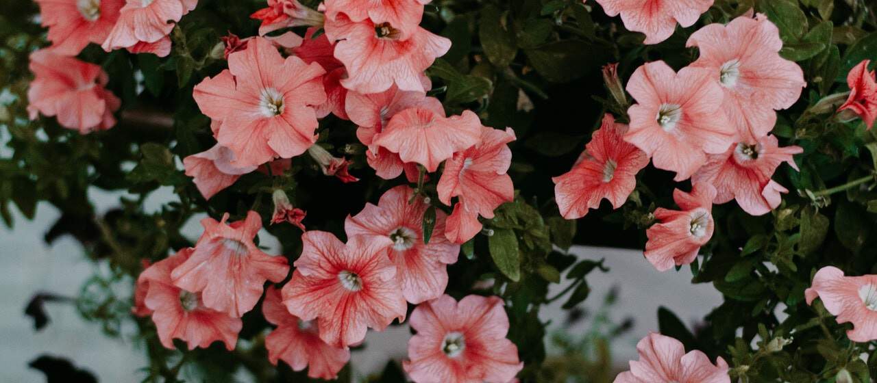 nine-fast-growing-flowers-8-petunias