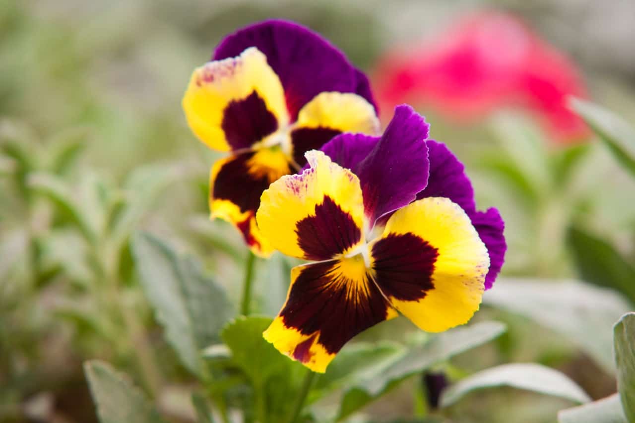 nine-fast-growing-flowers-9-pansies