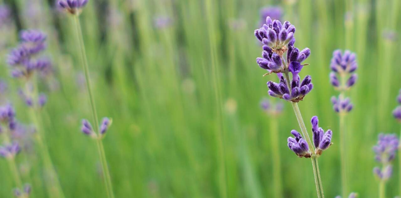 seven-stress-relief-plants-3-lavender