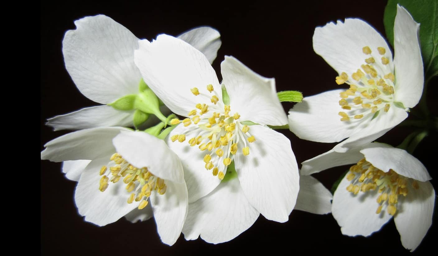 seven-stress-relief-plants-4-jasmine