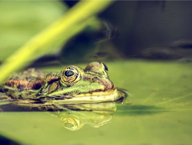 making-a-wildlife-pond-1-garden-ponds-for-wildlife