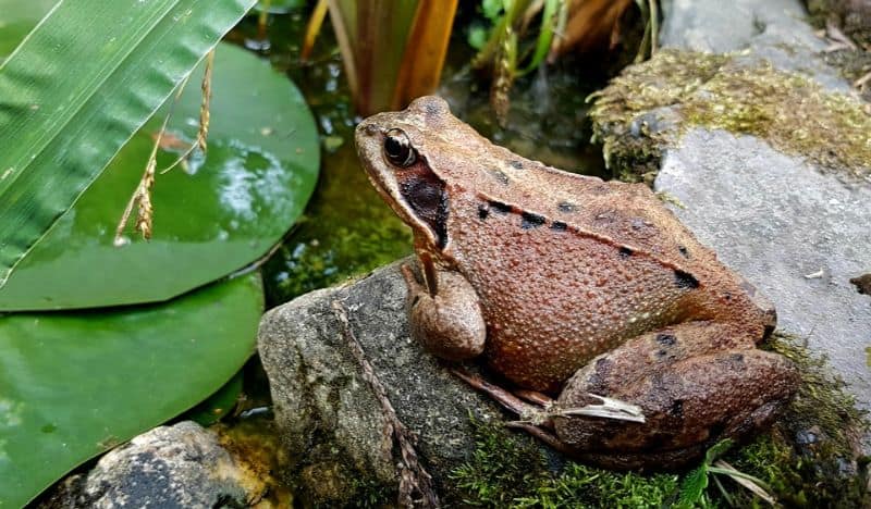 making-a-wildlife-pond-3-winter