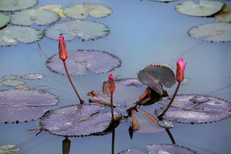 making-a-wildlife-pond-5-autumn-and-winter