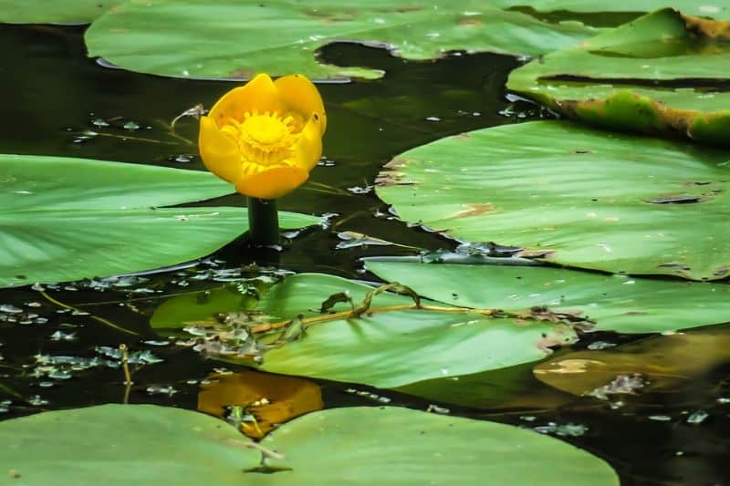 making-a-wildlife-pond-6-the-best-plants-for-your-wildlife-pond