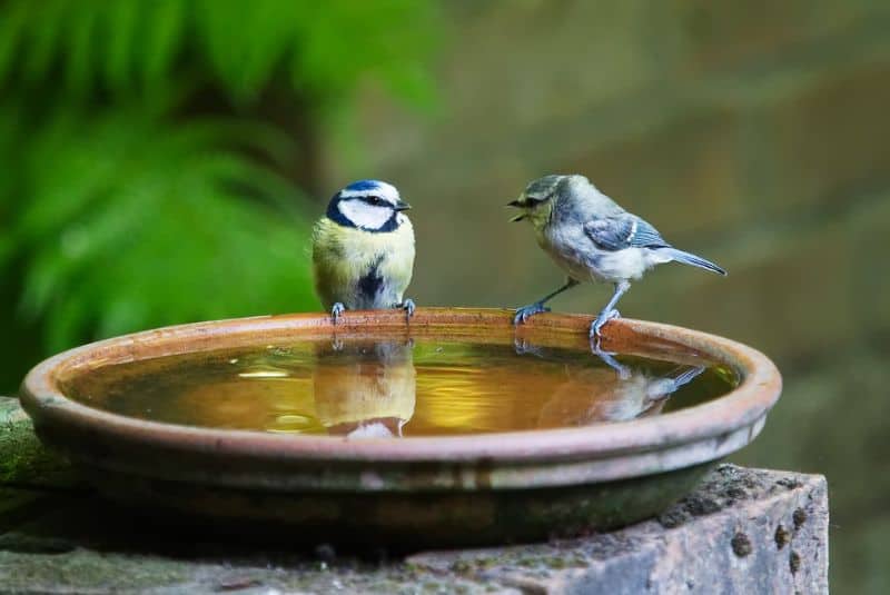 making-a-wildlife-pond-8-child-proof-water-feature