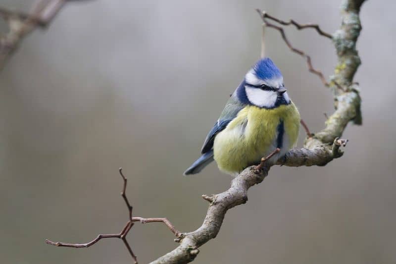 top-tips-recognising-uk-birds-songs-10-blue-tit