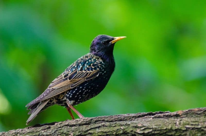 top-tips-recognising-uk-birds-songs-12-starling