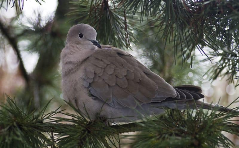 top-tips-recognising-uk-birds-songs-5-collared-dove