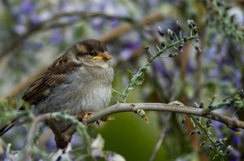 top-tips-recognising-uk-birds-songs-9-house-sparrow