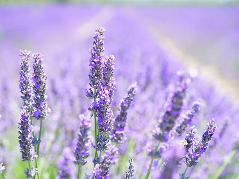 https://billyoh.com/extra/wp-content/uploads/2020/02/lavender-blossom-1595581_960_720.jpg