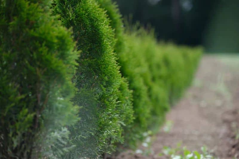ways-to-reduce-noise-pollution-in-the-garden-1-planting-shrubs-1