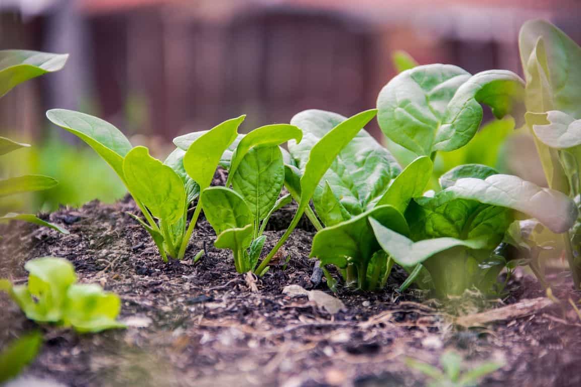 fast-growing-vegetables-1-spinach-pixabay