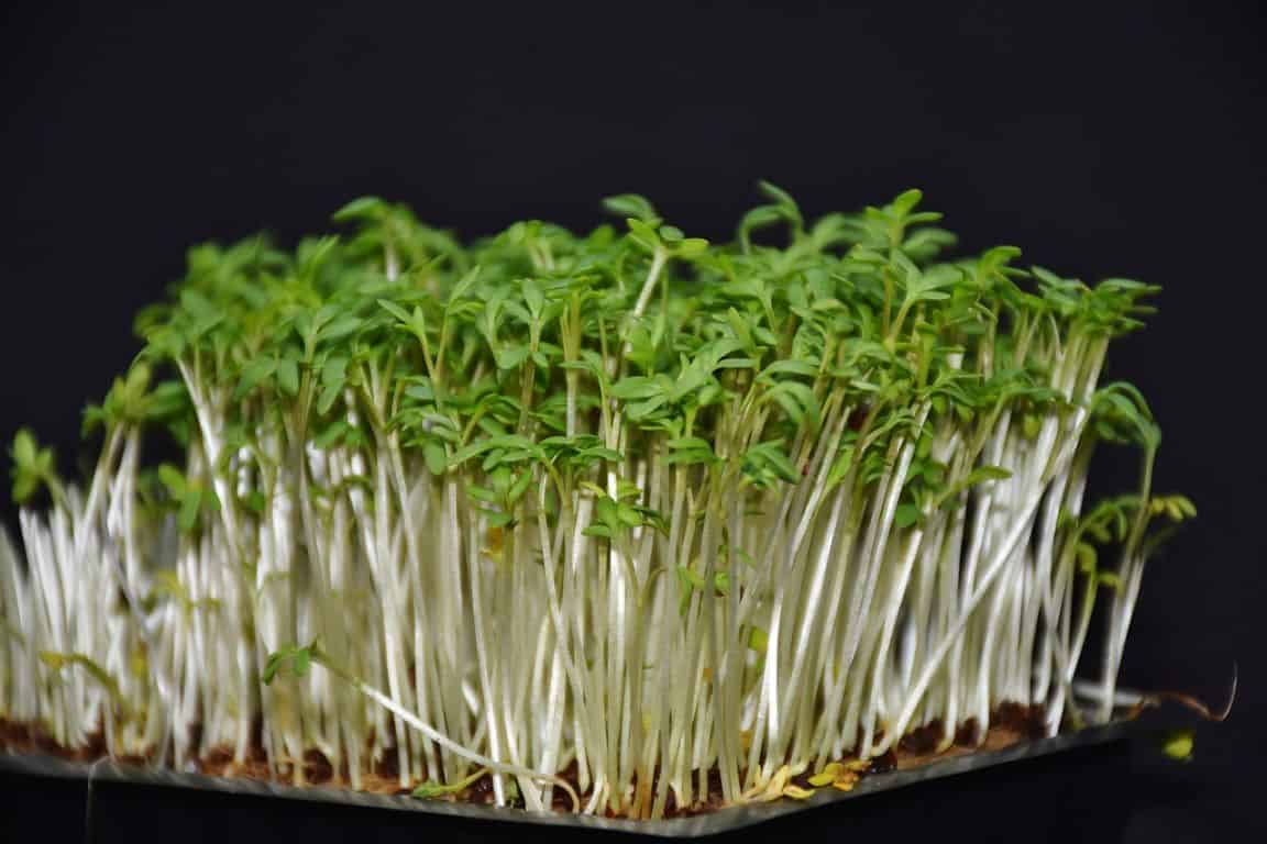 fast-growing-vegetables-4-cress-pixabay