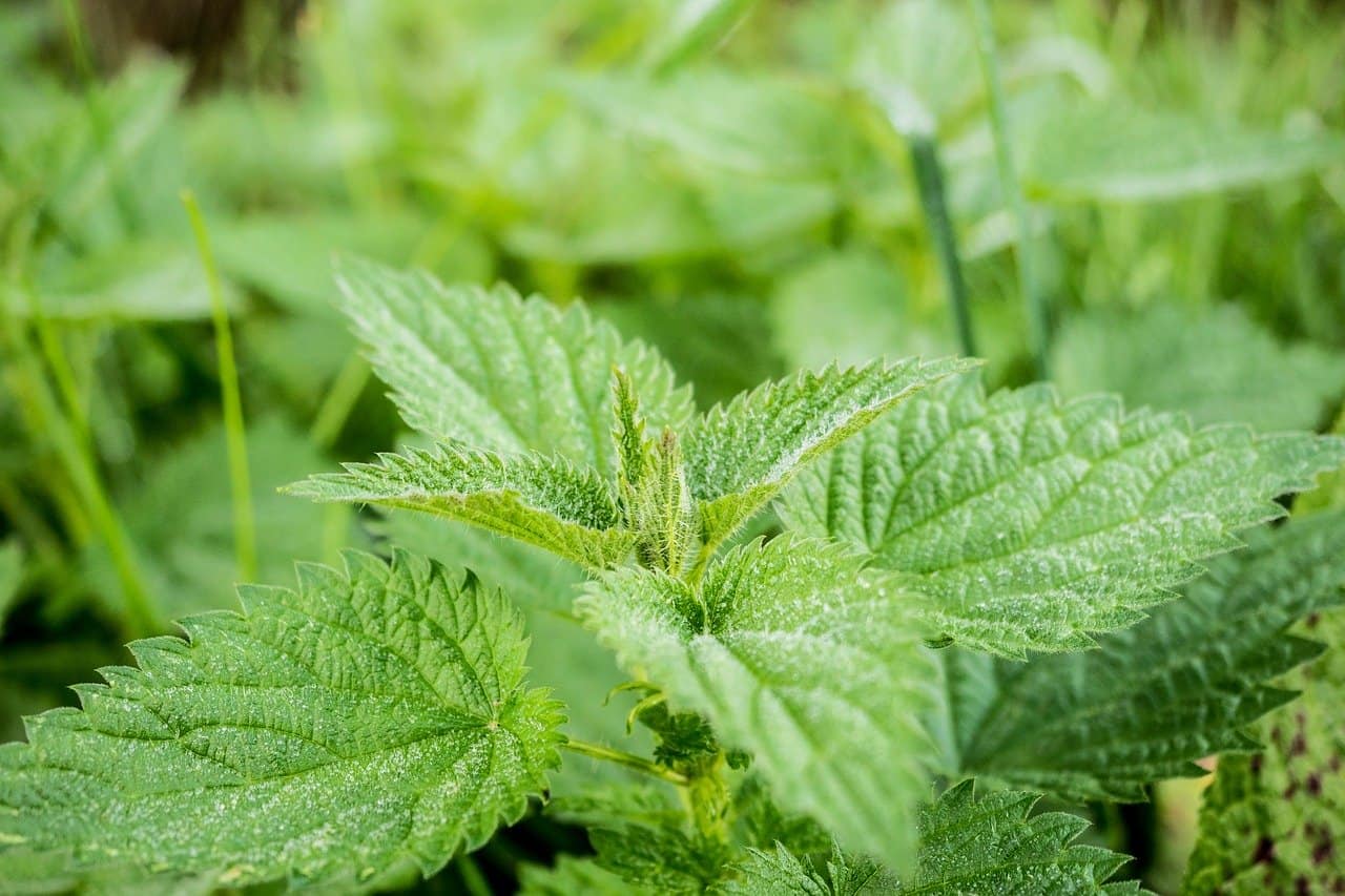 herbs-for-allergies-relief-5-stinging-nettle-pixabay