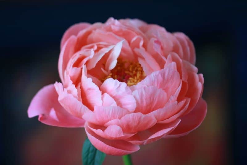 low-maintenance-plants-for-hassle-free-garden-2-peonies-unsplash.jfif