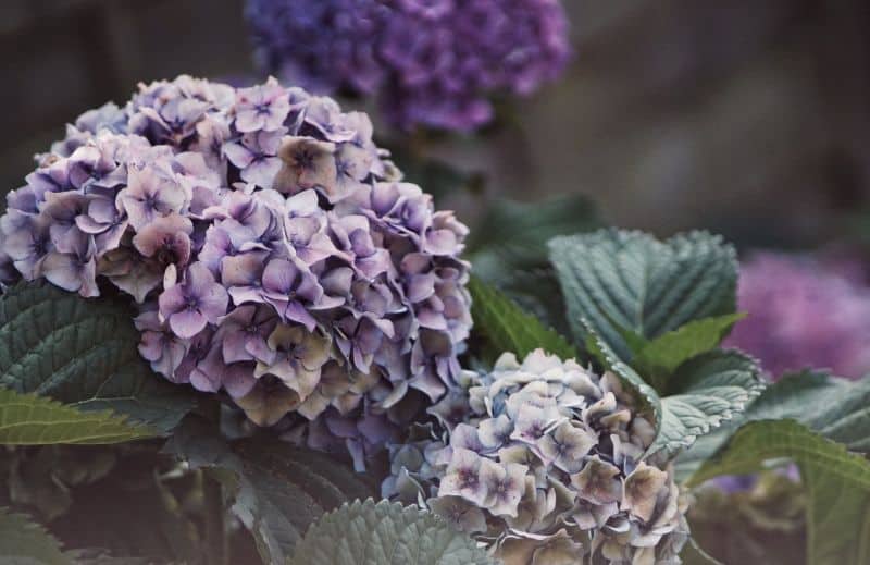 low-maintenance-plants-for-hassle-free-garden-3-hydrangeas-unsplash.jfif