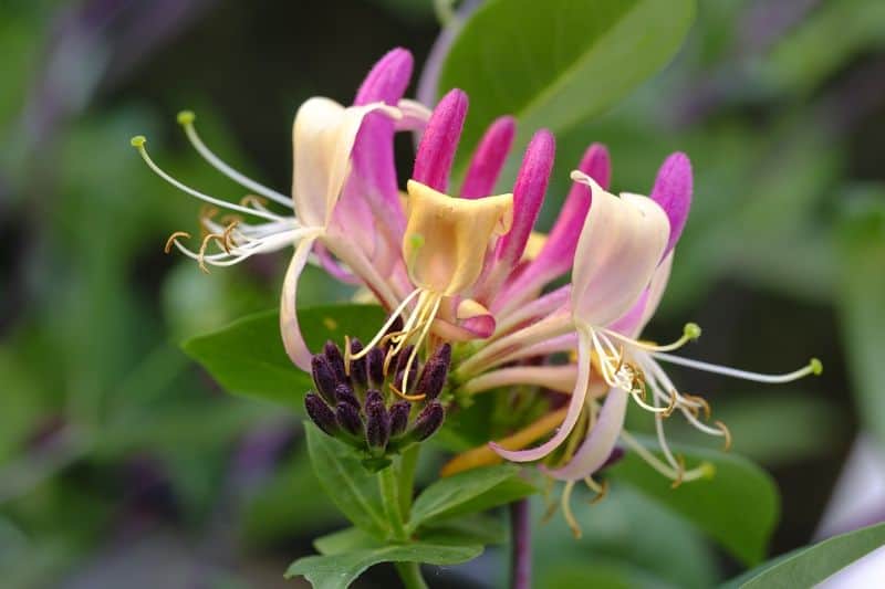 low-maintenance-plants-for-hassle-free-garden-4-honeysuckle-pixabay