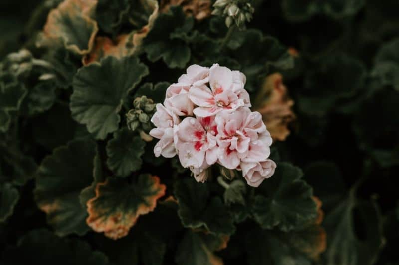 low-maintenance-plants-for-hassle-free-garden-5-geraniums-unplash.jfif