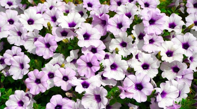 low-maintenance-plants-for-hassle-free-garden-6-petunias-pixabay