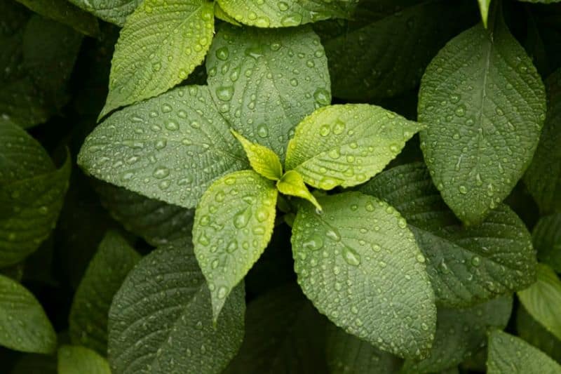 seven-low-maintenance-plants-for-hassle-free-garden-7-mint-unsplash.jfif